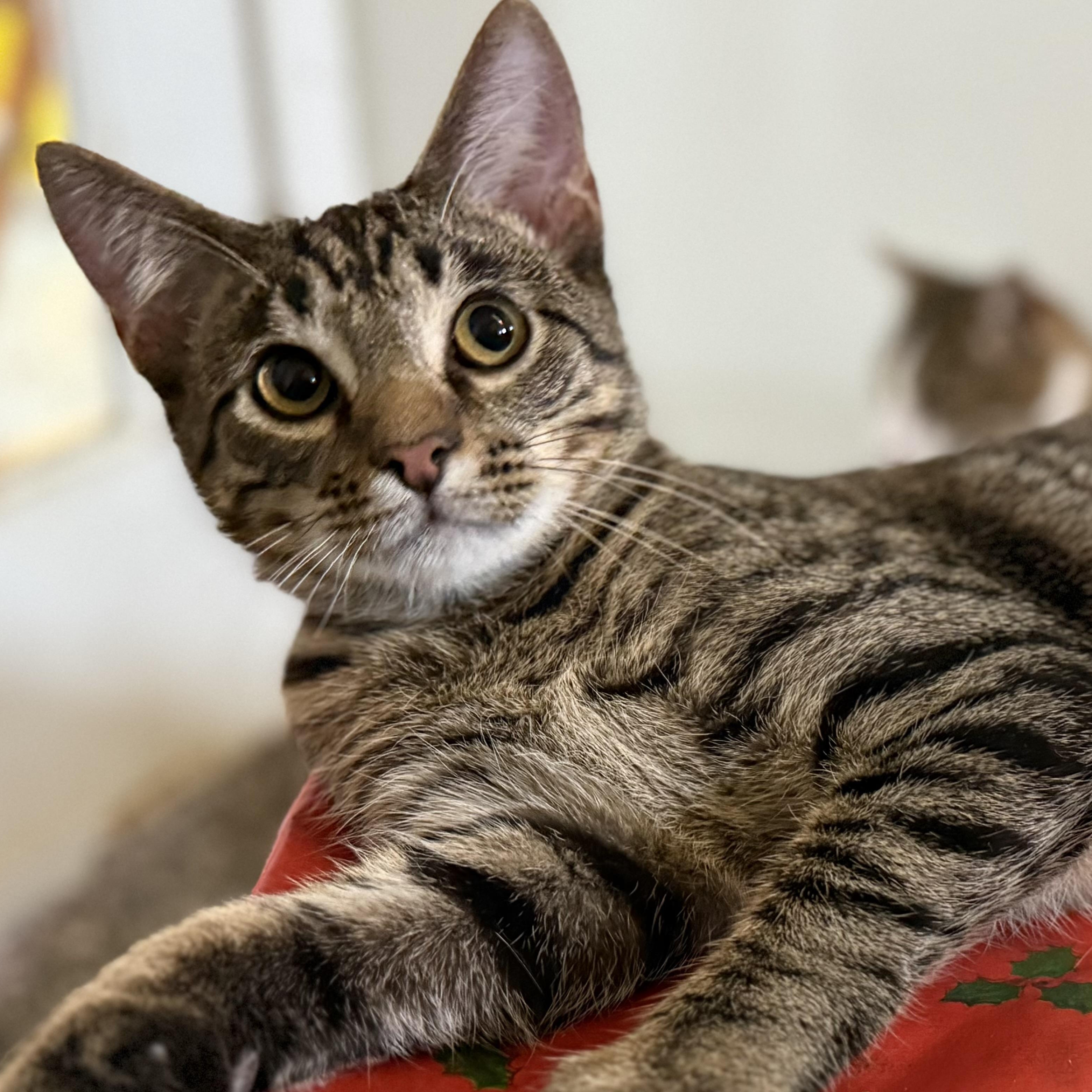 Enlarge Tinsel, a Adoptable Domestic Short Hair in McKenzie, TN image 1/2