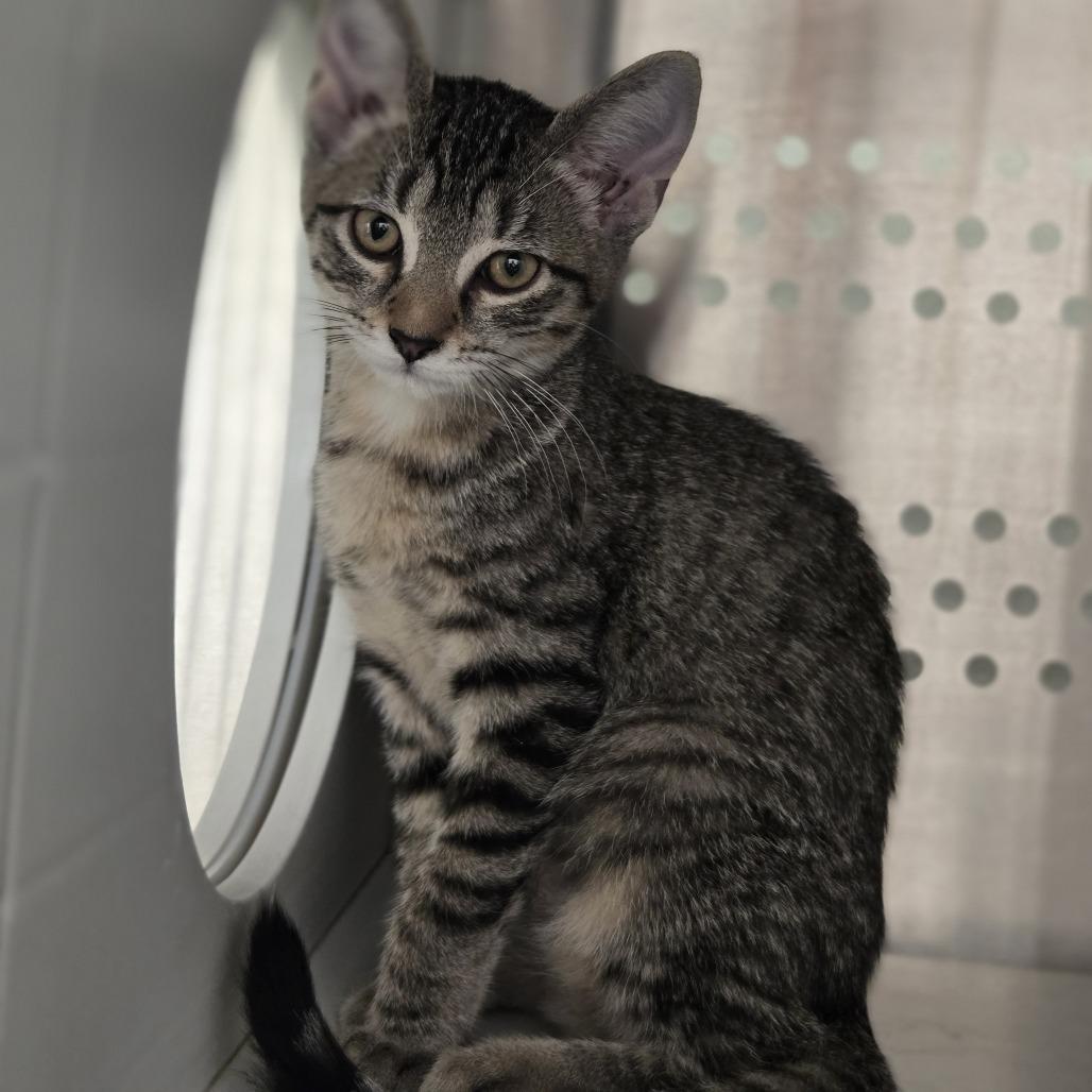 Lovey, Adoptable, Kitten Female Domestic Short Hair.