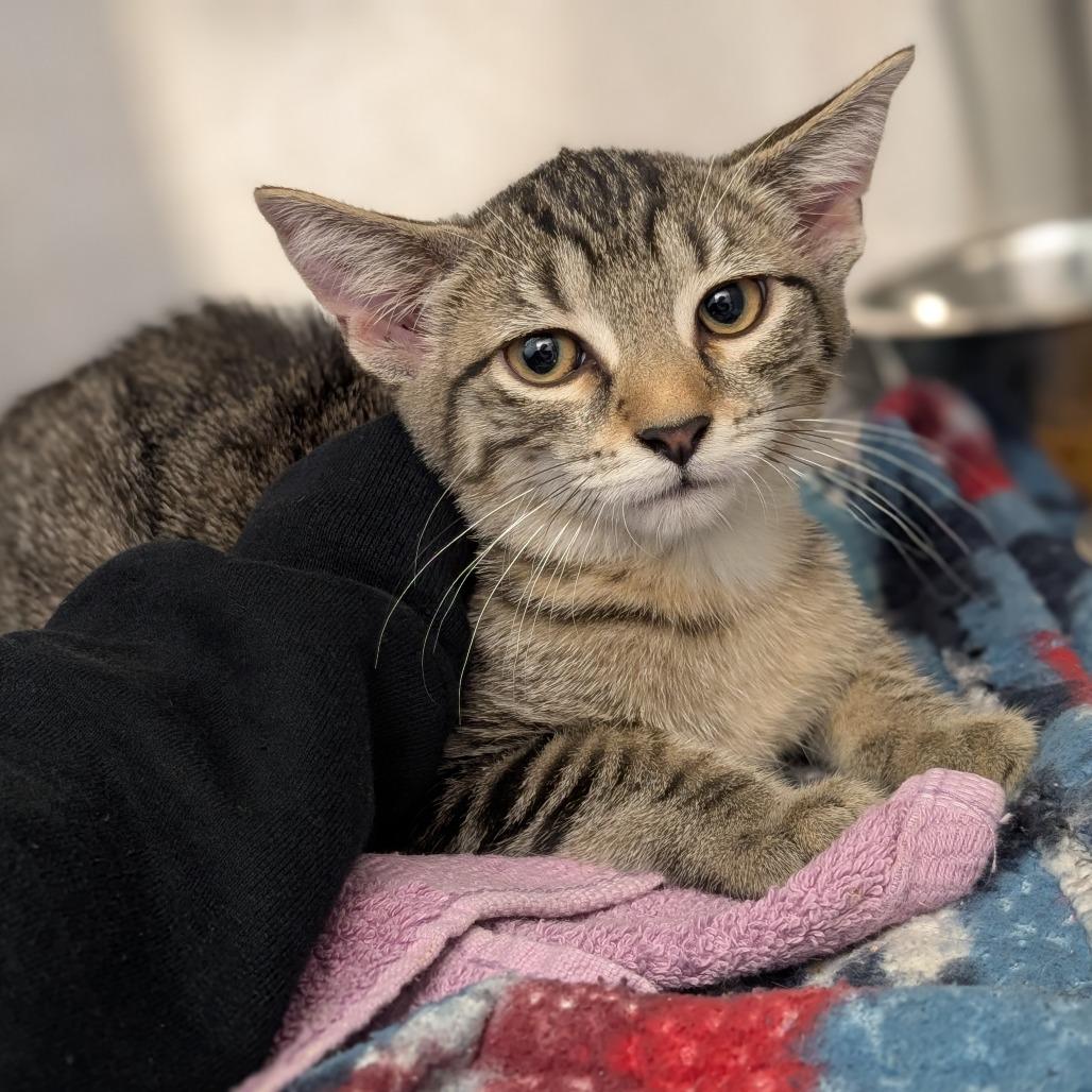 Enlarge Lovey, a Adoptable Domestic Short Hair in Pittsburgh, PA image 2/3
