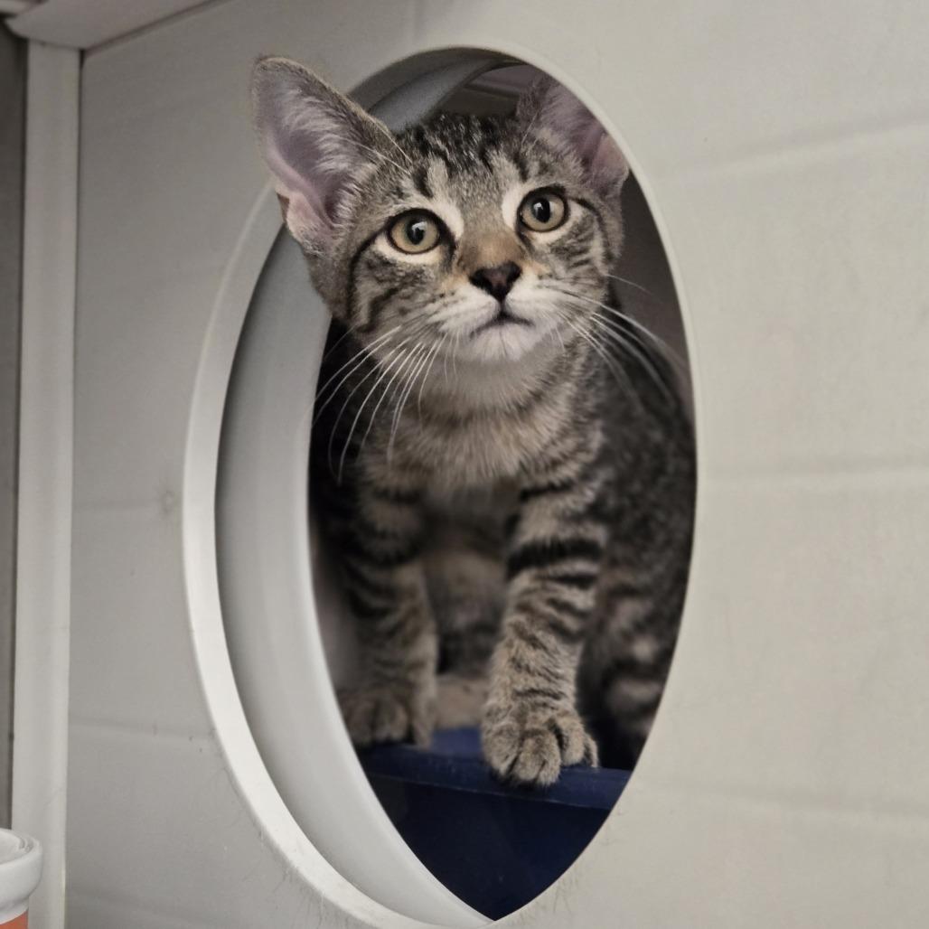Enlarge Lovey, a Adoptable Domestic Short Hair in Pittsburgh, PA image 3/3