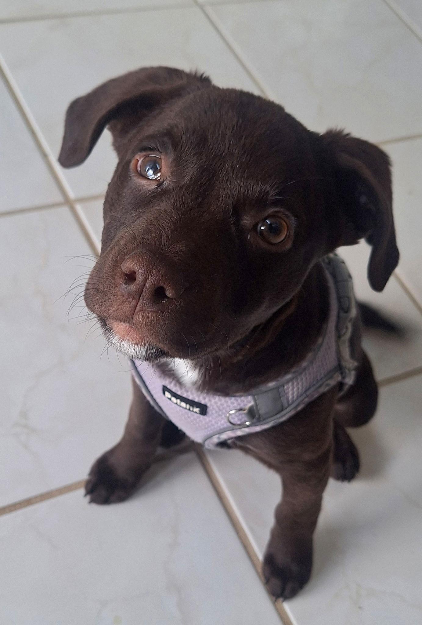 Zara, Adoptable, Puppy Female Mixed Breed.