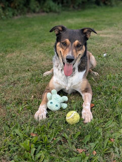 Enlarge BANDIT, a Adoptable mixed breed in Toronto, ON image 1/1
