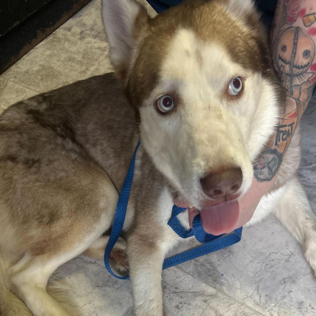 Enlarge Lincoln (Link), a Adoptable Husky in Oak Hill, WV image 1/1