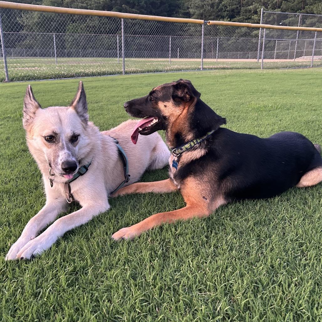 Maddie *Adoption Pending*, Adoptable, Adult Female Mixed Breed & German Shepherd Dog.