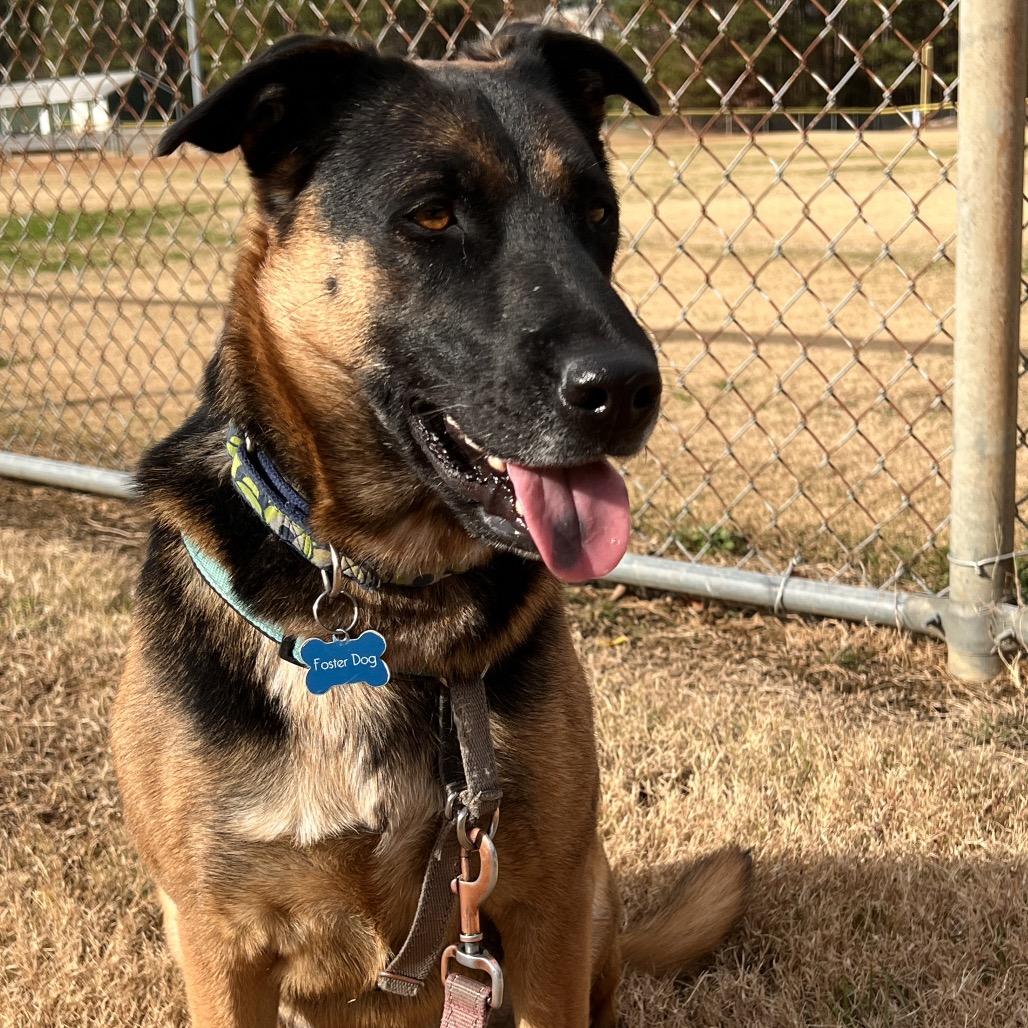 Maddie *Adoption Pending*, a Adoptable mixed breed in Alexandria, VA image 2/6