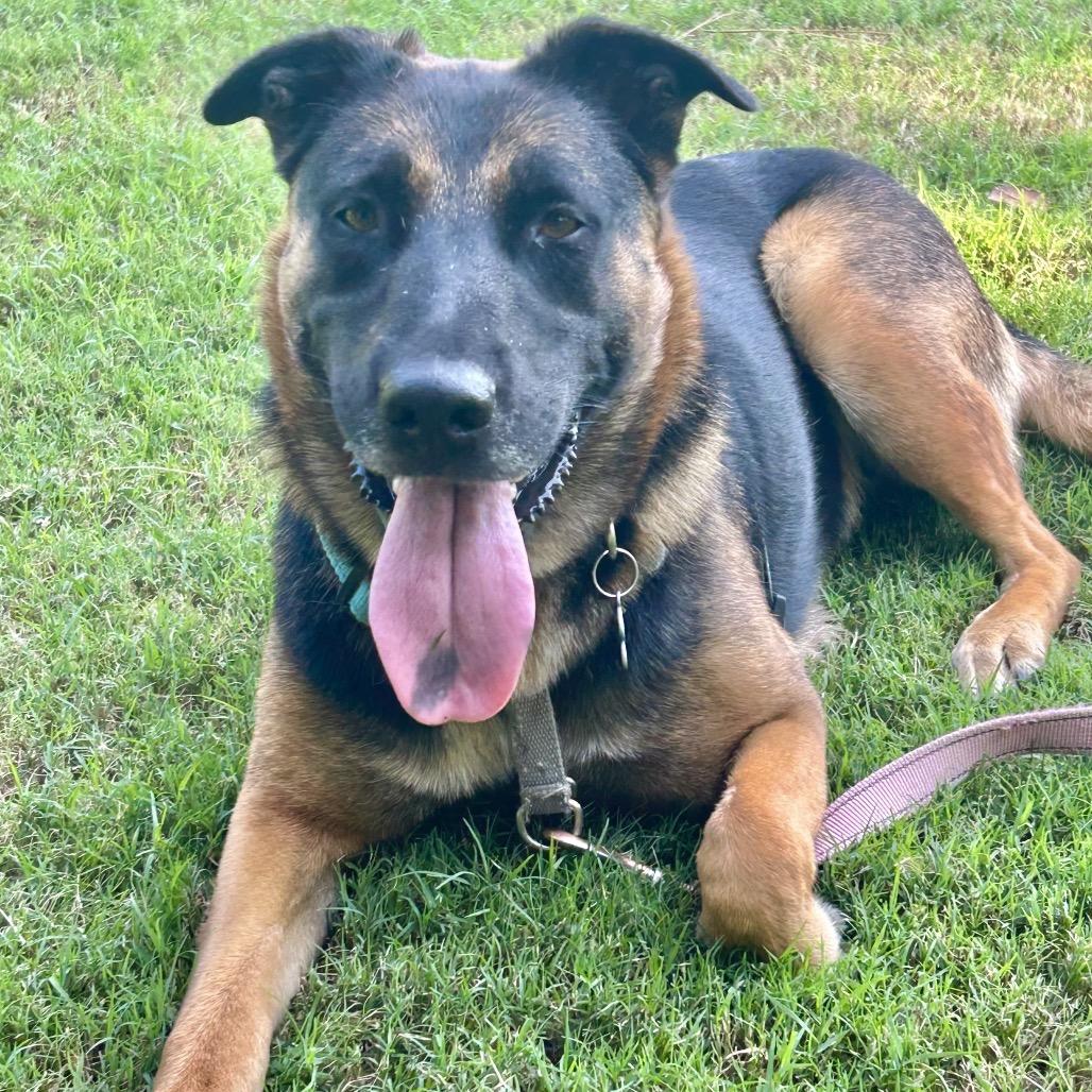 Maddie *Adoption Pending*, a Adoptable mixed breed in Alexandria, VA image 4/6