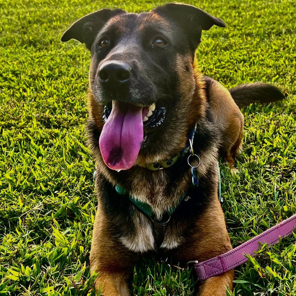 Maddie *Adoption Pending*, a Adoptable mixed breed in Alexandria, VA image 5/6