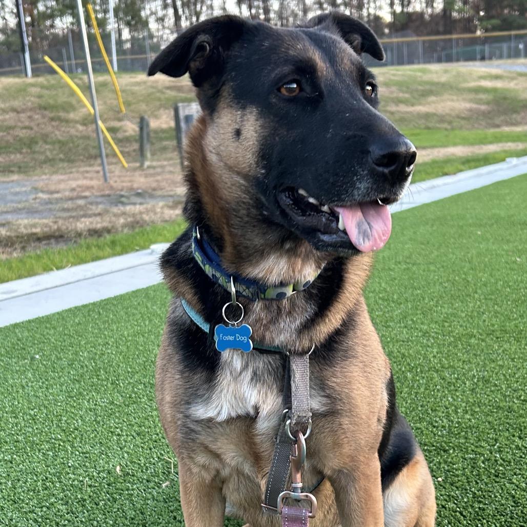 Maddie *Adoption Pending*, a Adoptable mixed breed in Alexandria, VA image 6/6