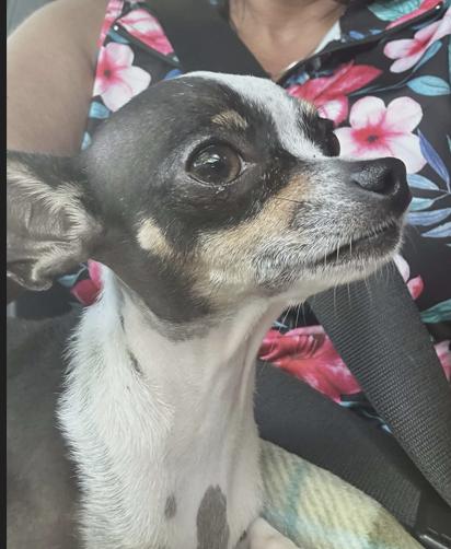 Rose 2, Adopted, Adult Female Chihuahua.