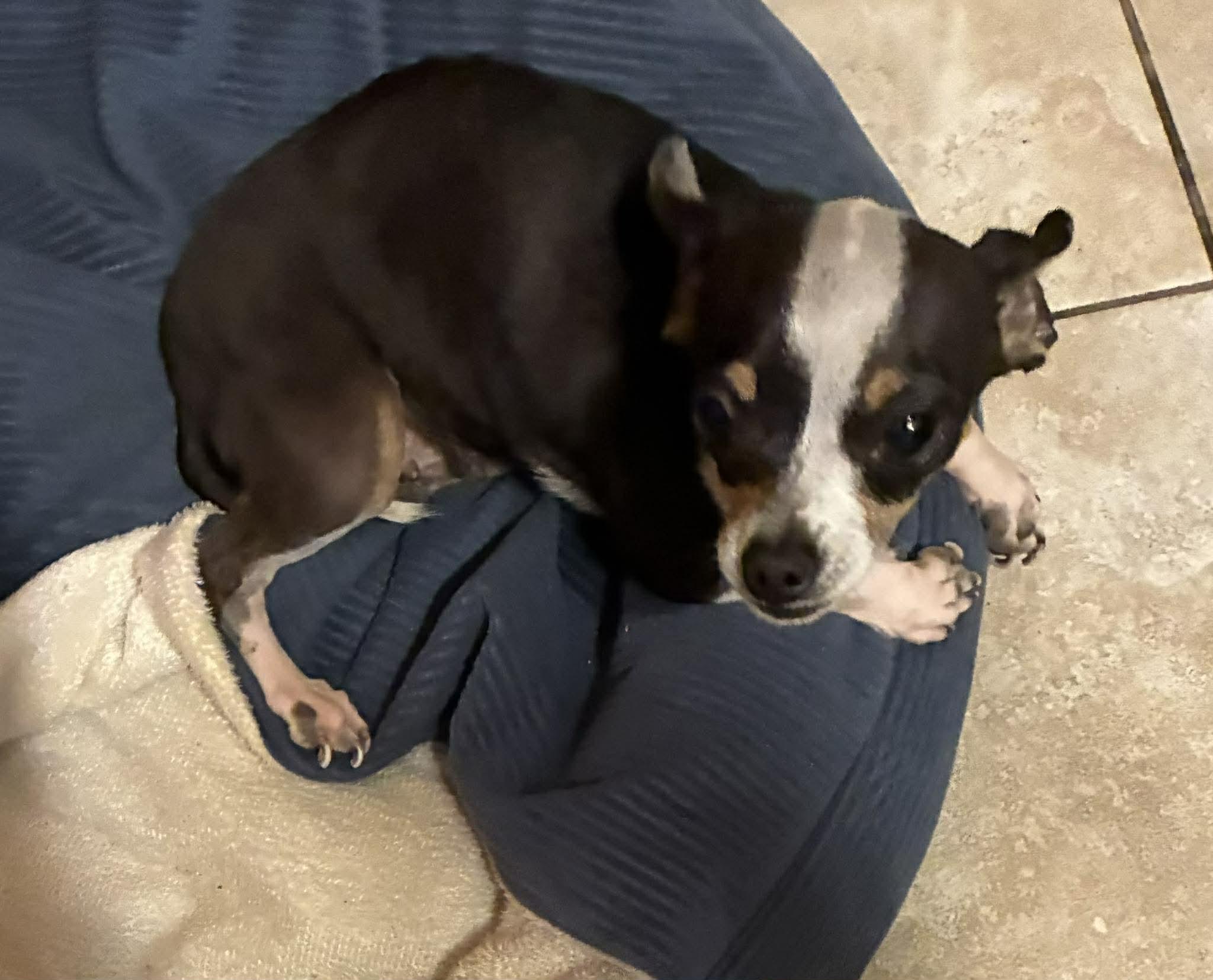 Rose 2, a Adopted Chihuahua in Austin, TX image 2/2