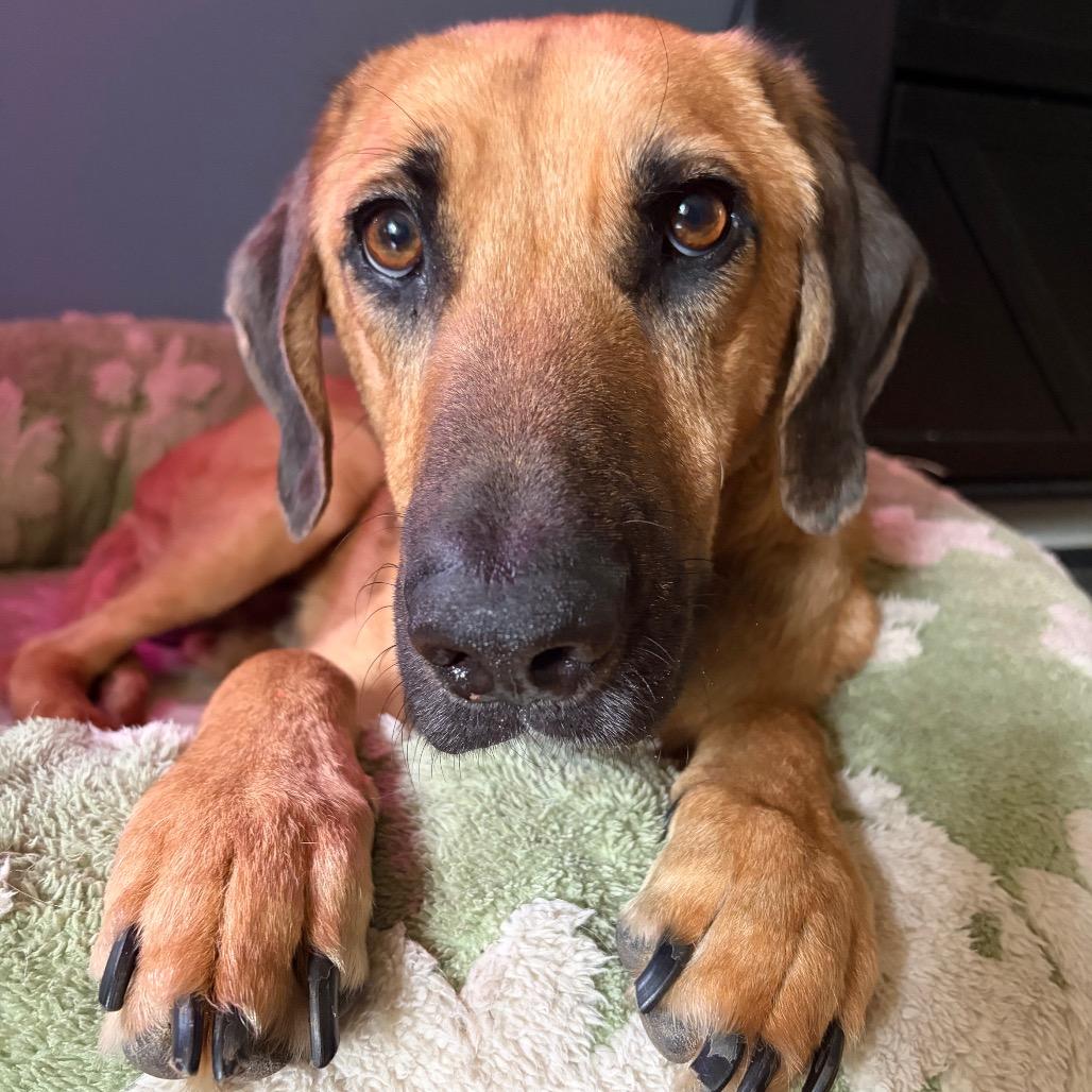 Enlarge Jimothy, a Adoptable mixed breed in Buffalo, MN image 2/6