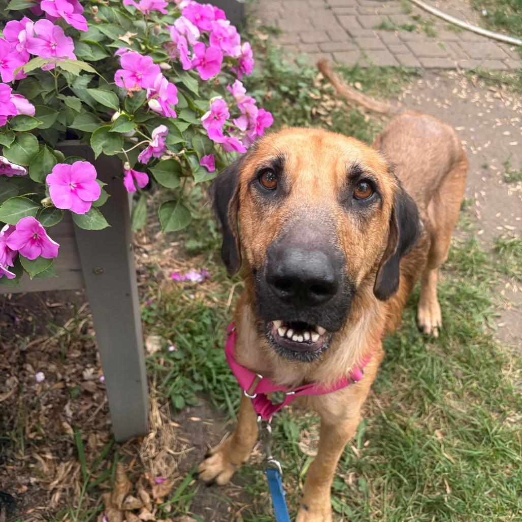 Enlarge Jimothy, a Adoptable mixed breed in Buffalo, MN image 1/6