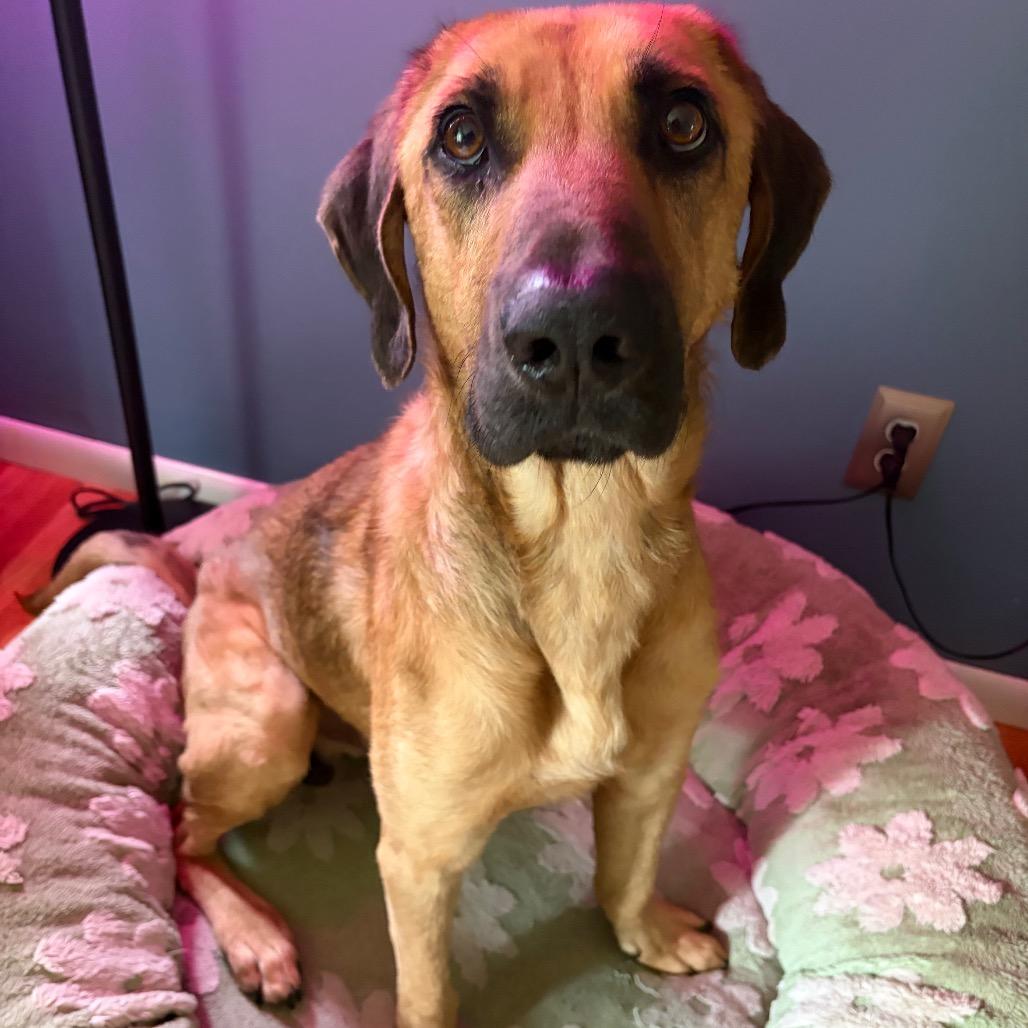 Enlarge Jimothy, a Adoptable mixed breed in Buffalo, MN image 3/6