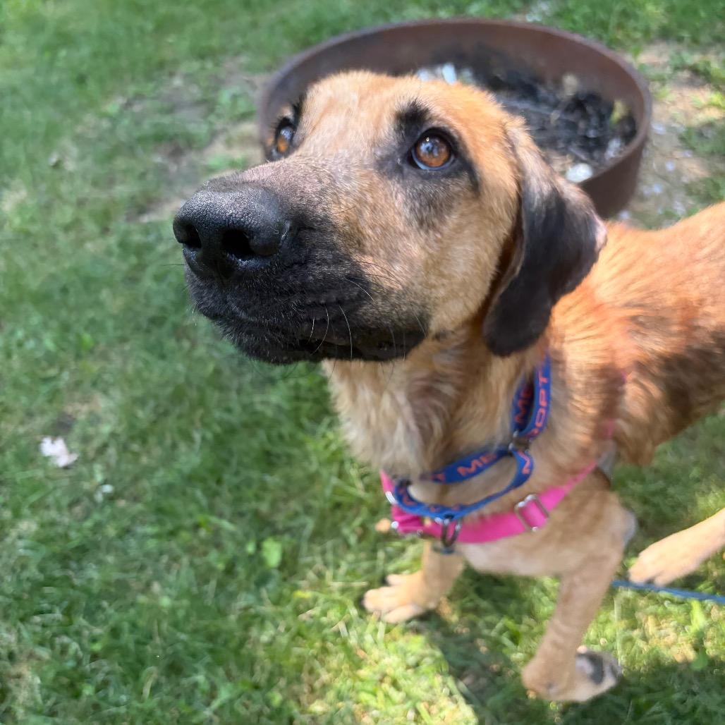 Enlarge Jimothy, a Adoptable mixed breed in Buffalo, MN image 4/6