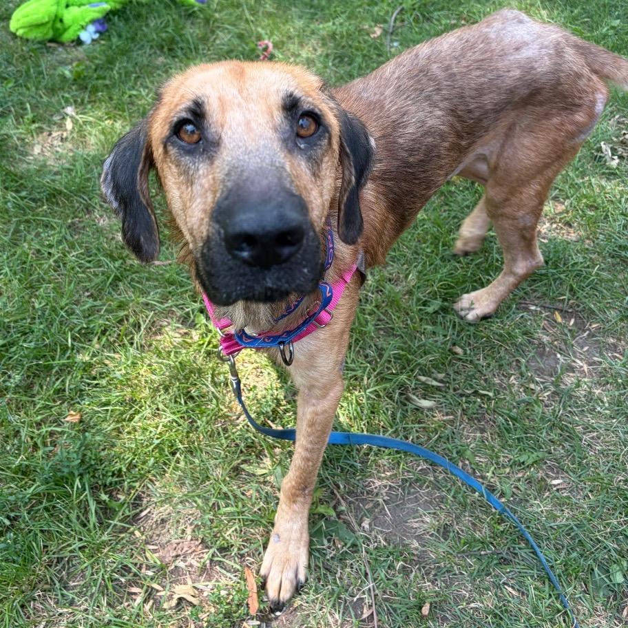 Enlarge Jimothy, a Adoptable mixed breed in Buffalo, MN image 5/6