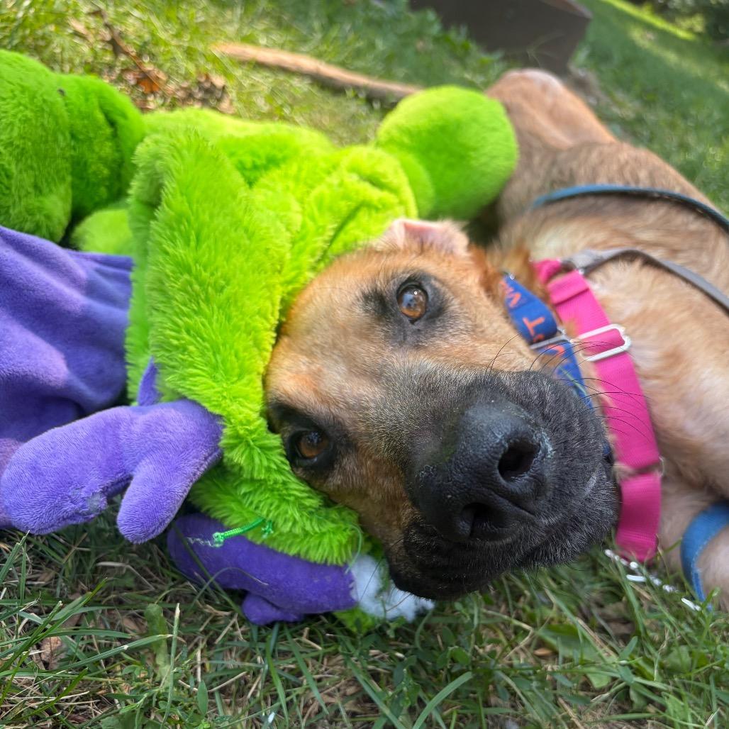 Enlarge Jimothy, a Adoptable mixed breed in Buffalo, MN image 6/6