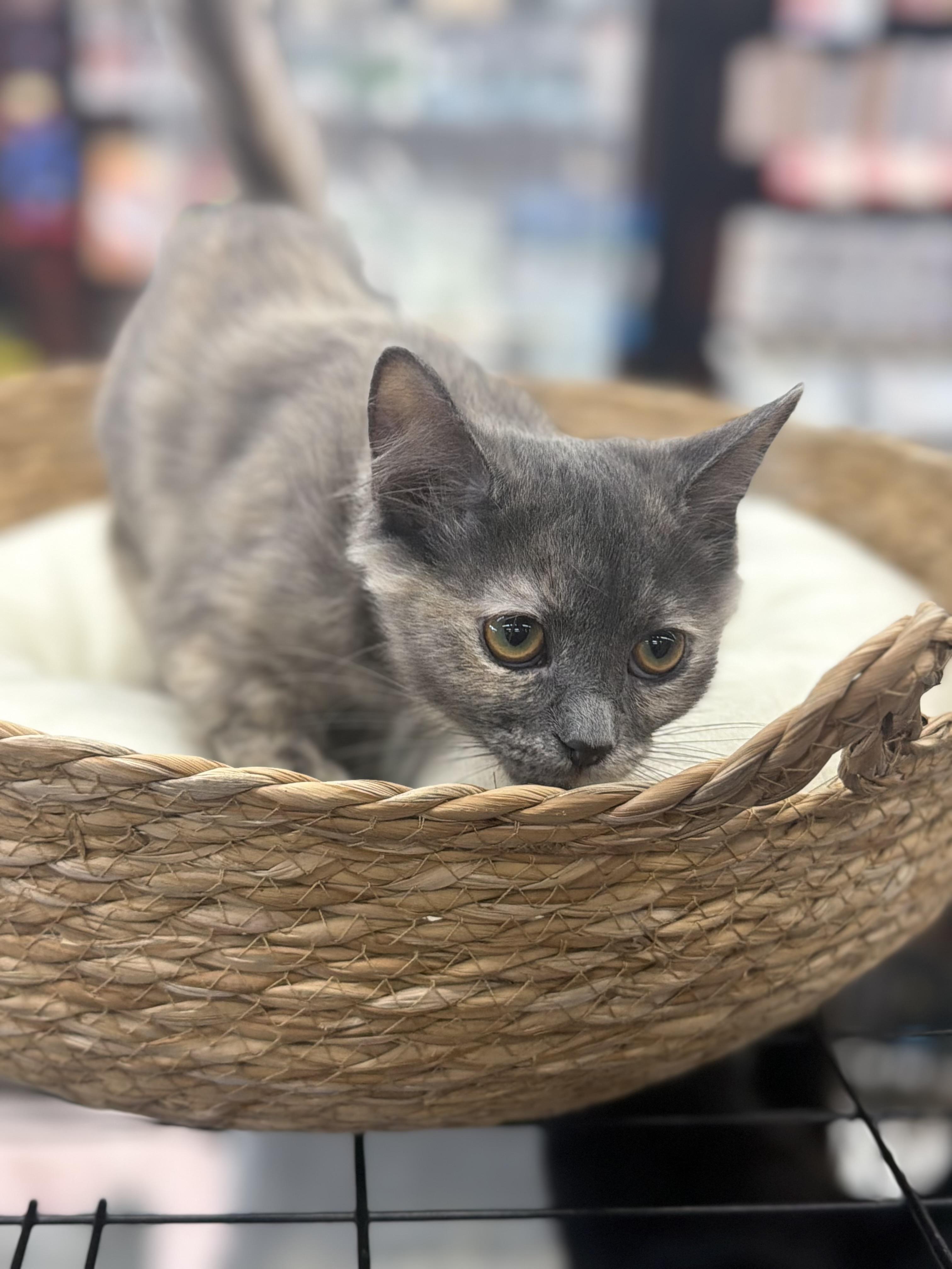 Enlarge Salsa, an adopted Domestic Medium Hair in Brampton, ON image 6/6