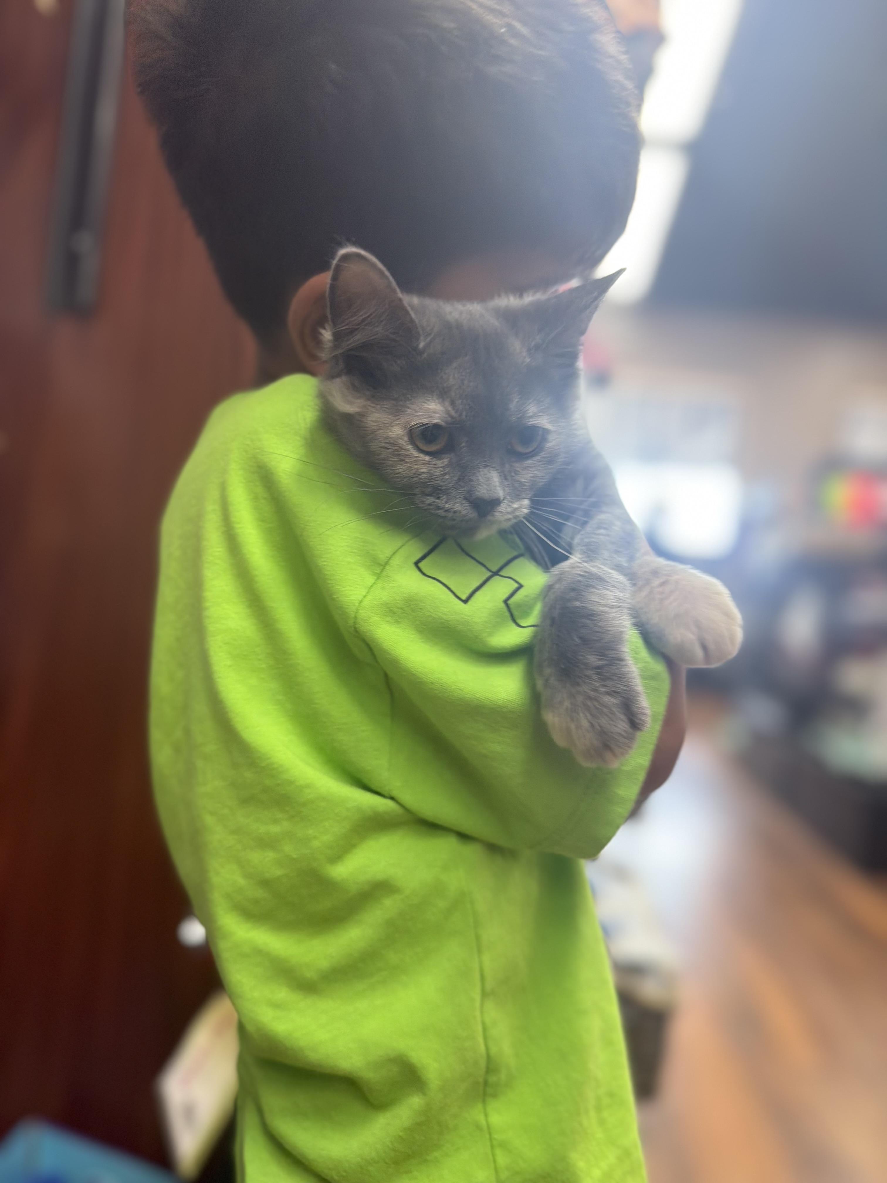 Enlarge Salsa, an adopted Domestic Medium Hair in Brampton, ON image 5/6