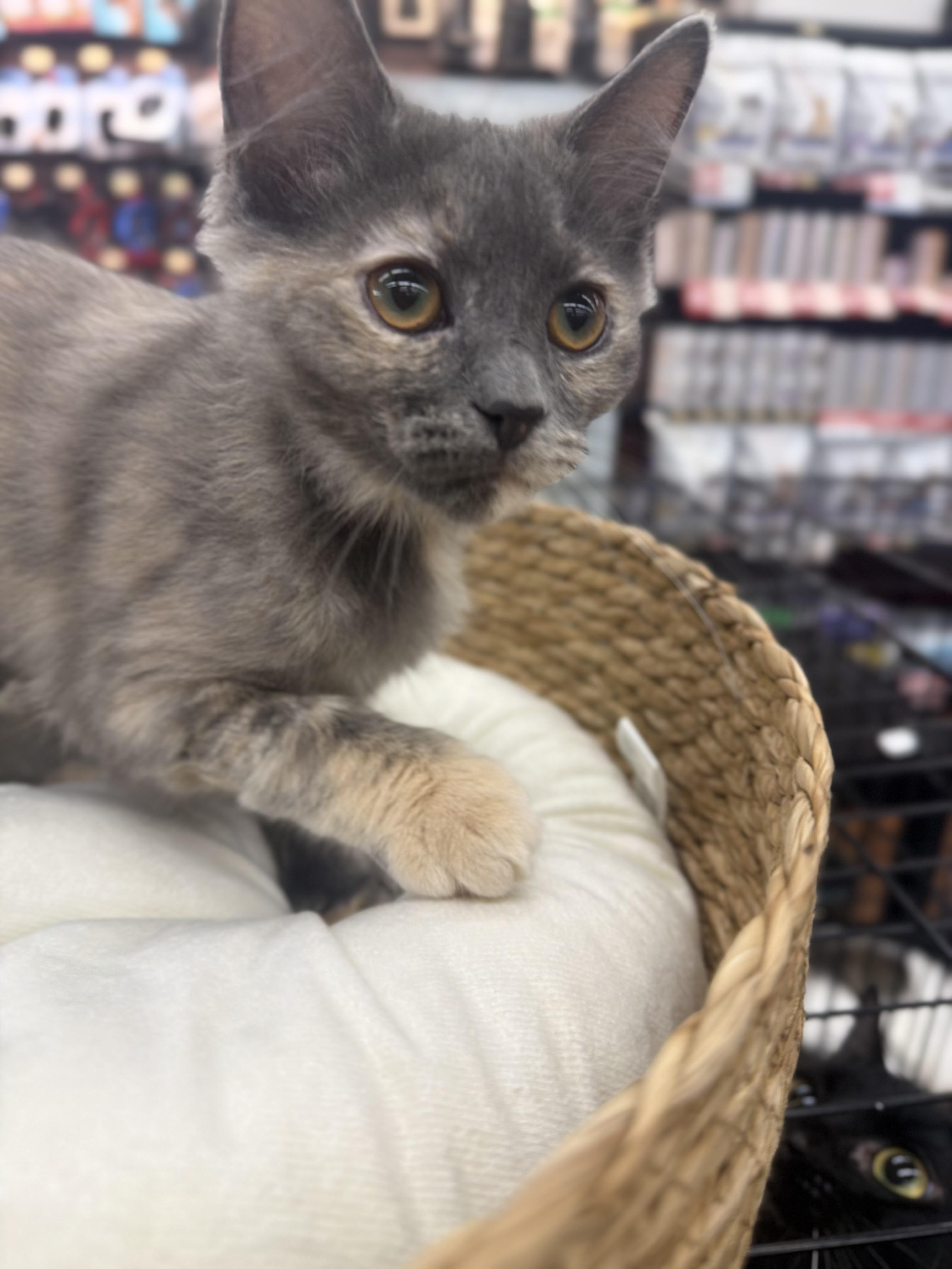 Enlarge Salsa, an adopted Domestic Medium Hair in Brampton, ON image 3/6