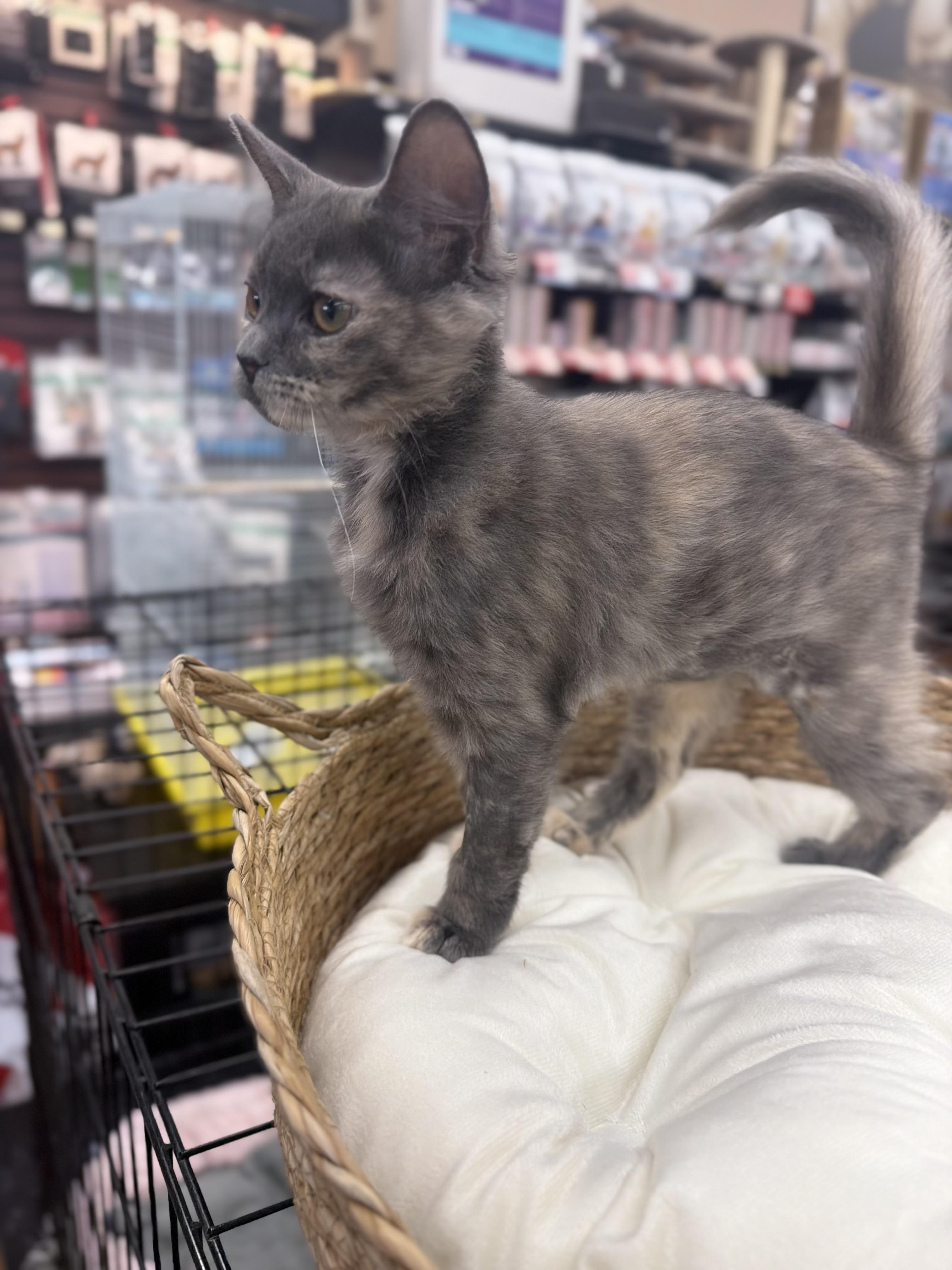 Enlarge Salsa, an adopted Domestic Medium Hair in Brampton, ON image 4/6