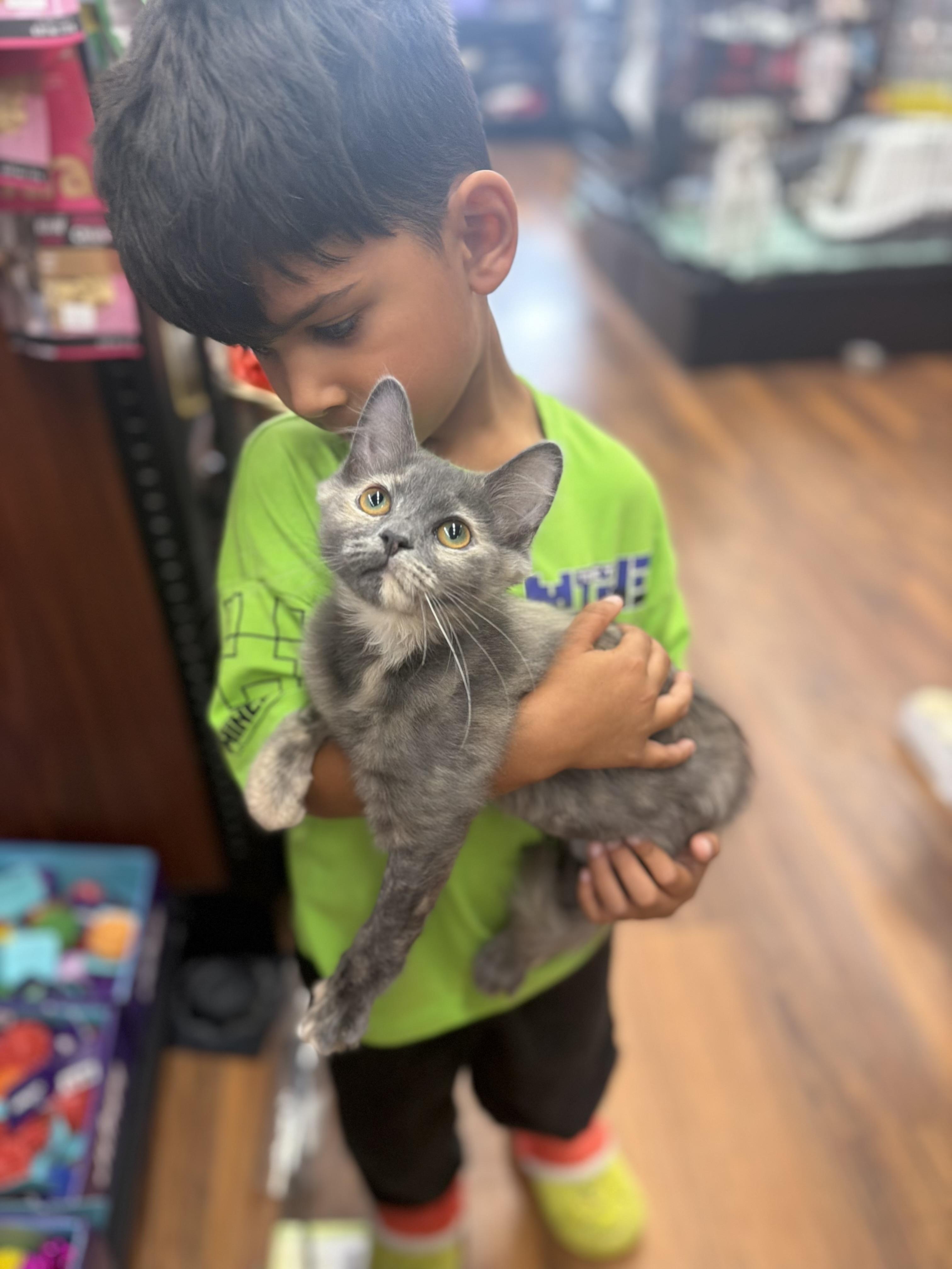 Enlarge Salsa, an adopted Domestic Medium Hair in Brampton, ON image 1/6