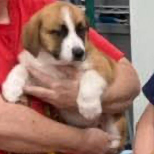 Enlarge Samson Star-Dust, a Adoptable mixed breed in Biloxi, MS image 2/4