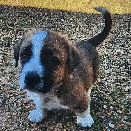 Enlarge Samson Star-Dust, a Adoptable mixed breed in Biloxi, MS image 3/4