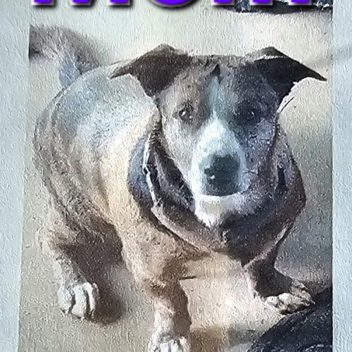 Enlarge Samson Star-Dust, a Adoptable mixed breed in Biloxi, MS image 4/4