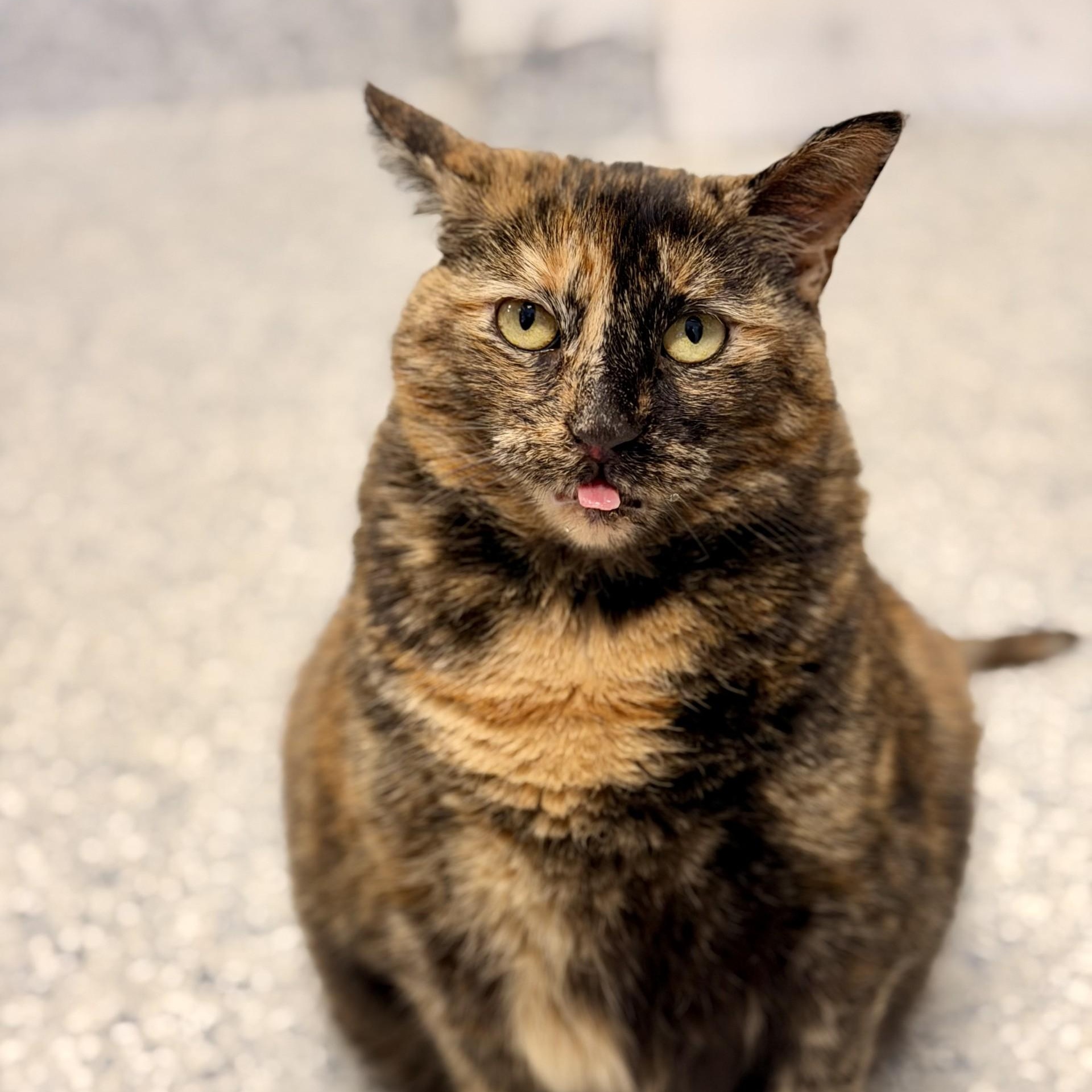 Hazel, ADOPTABLE, Adult Female Domestic Short Hair.