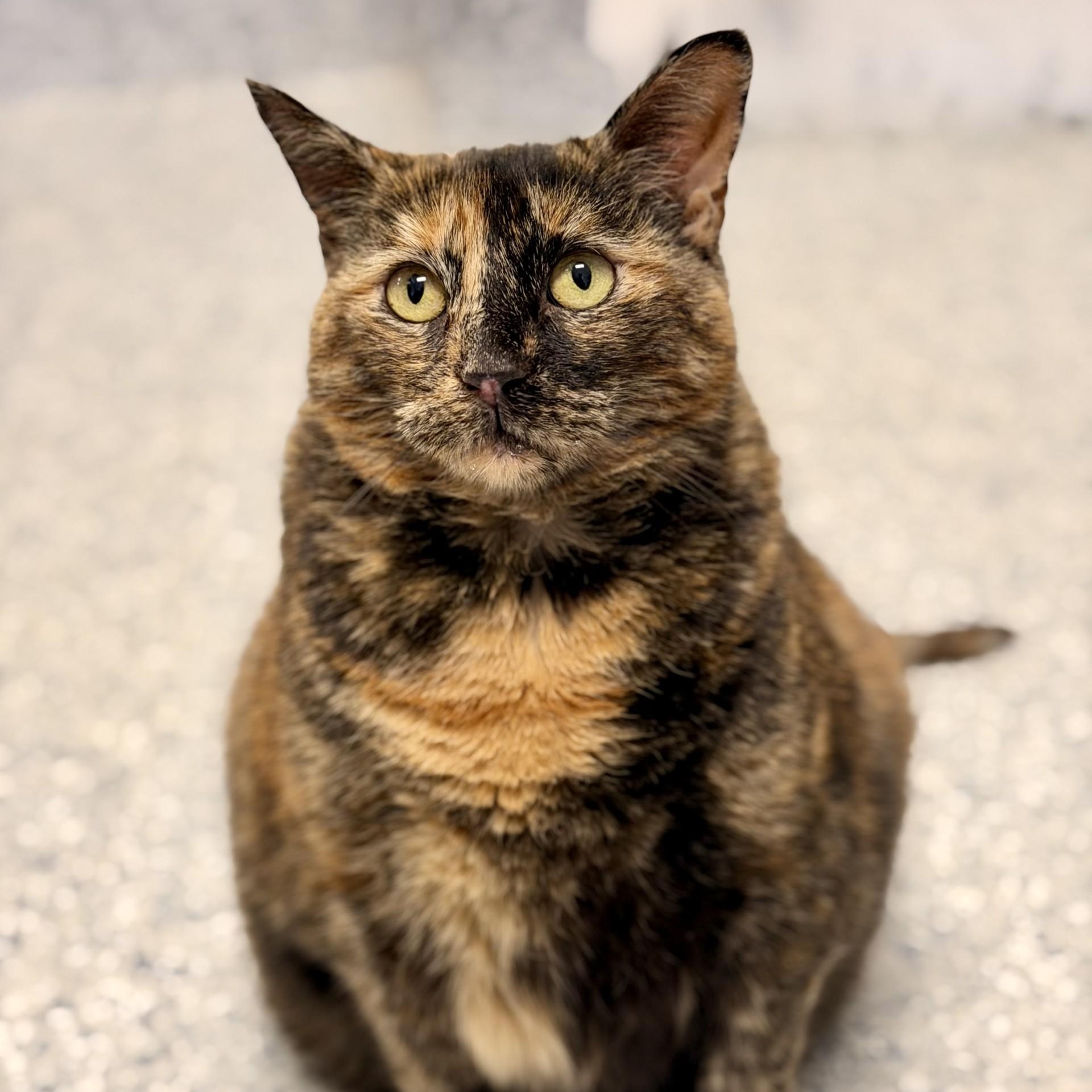Enlarge Hazel, a ADOPTABLE Domestic Short Hair in Manahawkin, NJ image 2/2