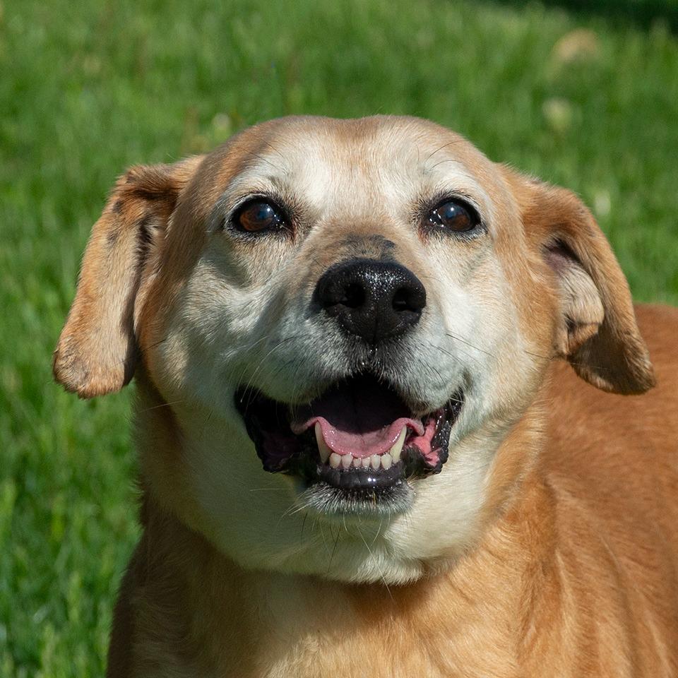 Samson, Adoptable, Senior Male Beagle.