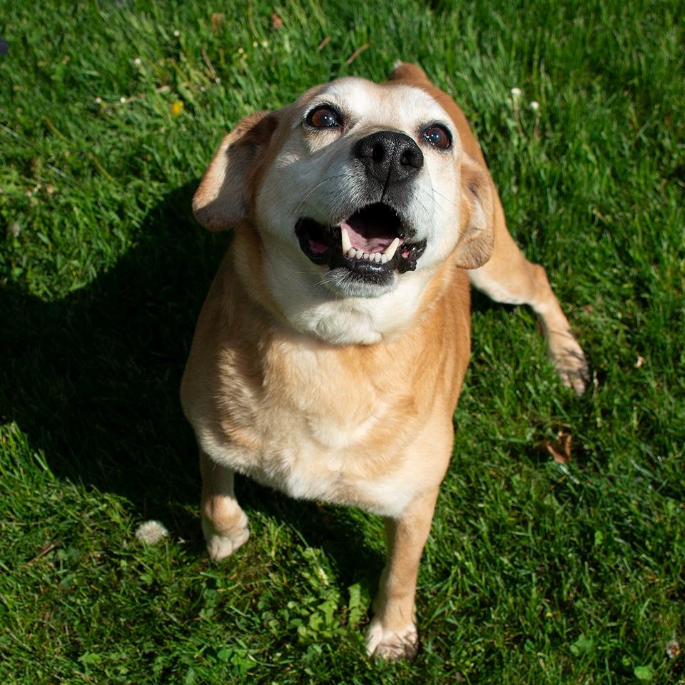 Enlarge Samson, a Adoptable mixed breed in Troy, OH image 2/3