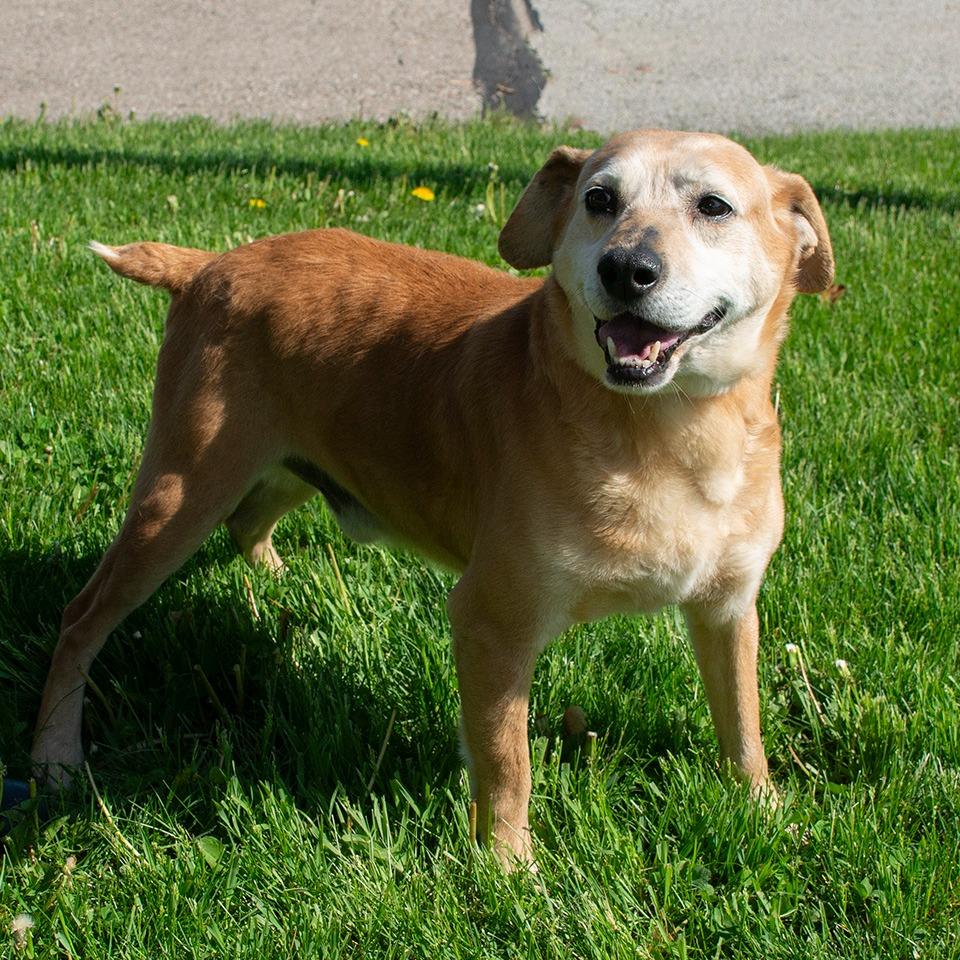 Enlarge Samson, a Adoptable mixed breed in Troy, OH image 3/3