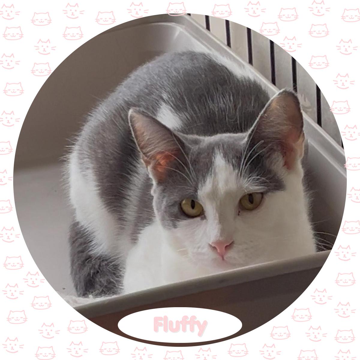 Fluffy, Young Female American Shorthair