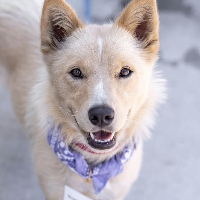 Marshmallow, Adoptable, Adult Female Shepherd & Husky.
