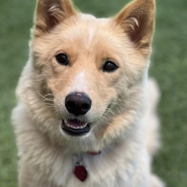 Marshmallow, a Adoptable mixed breed in San Diego, CA image 2/3