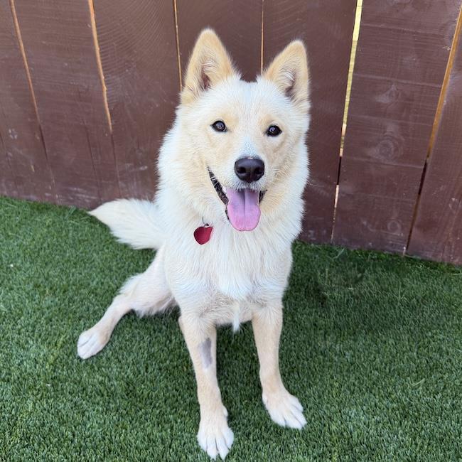 Marshmallow, a Adoptable mixed breed in San Diego, CA image 3/3