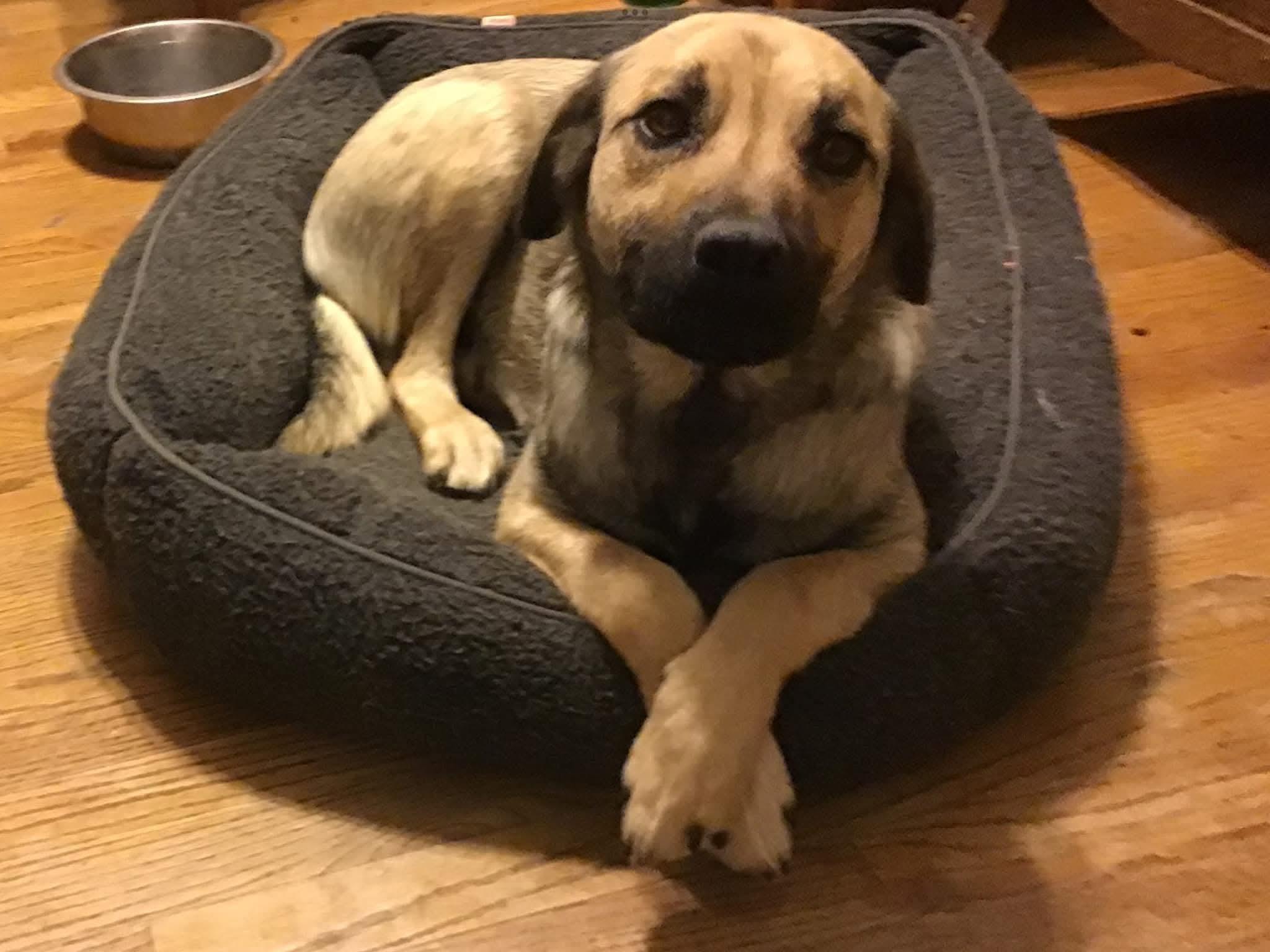 Enlarge Chevy, an adopted mixed breed in Sioux City, IA image 1/5