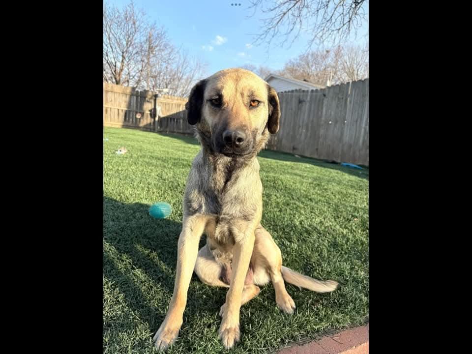 Enlarge Chevy, an adopted mixed breed in Sioux City, IA image 3/5