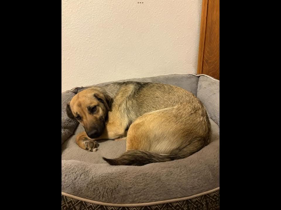 Enlarge Chevy, an adopted mixed breed in Sioux City, IA image 5/5