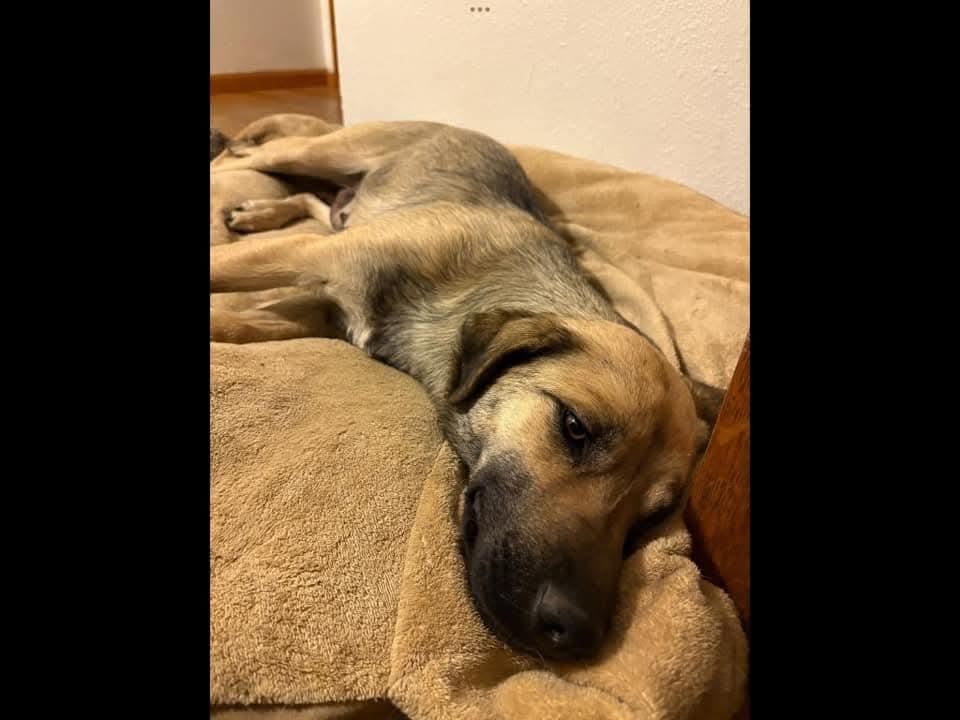 Enlarge Chevy, an adopted mixed breed in Sioux City, IA image 4/5