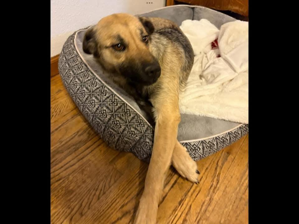 Enlarge Chevy, an adopted mixed breed in Sioux City, IA image 2/5