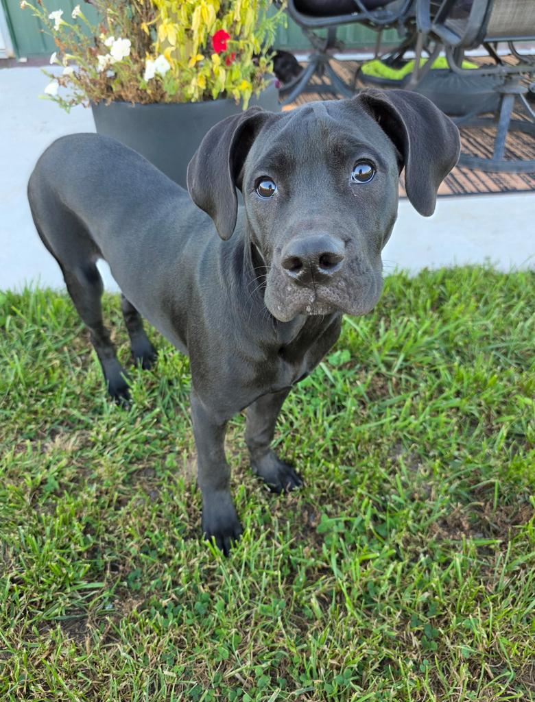 CD (Cedar), Adopted, Young Male Mixed Breed.