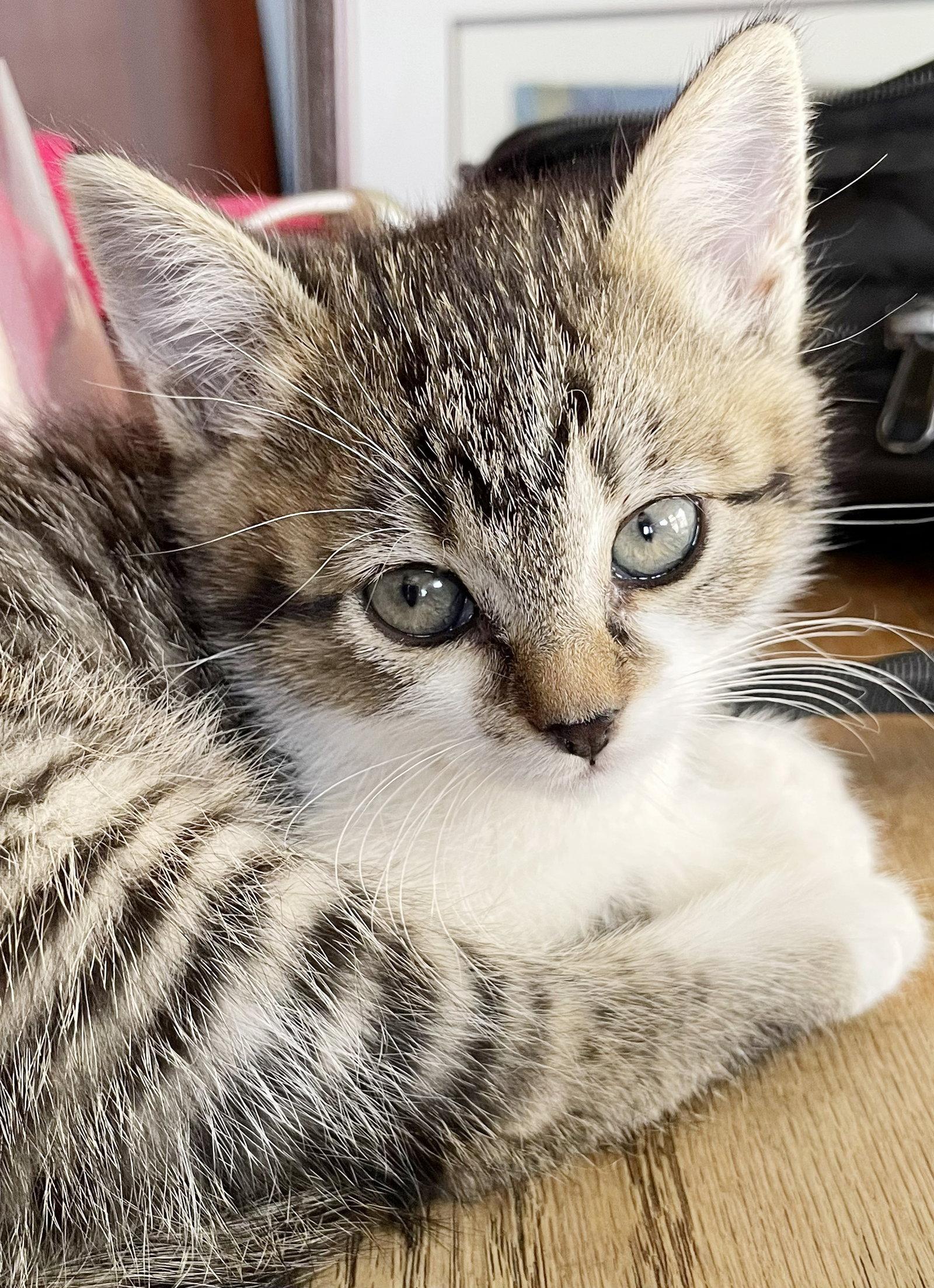 Enlarge Sunny, a Adoptable Tabby in Alameda, CA image 1/2