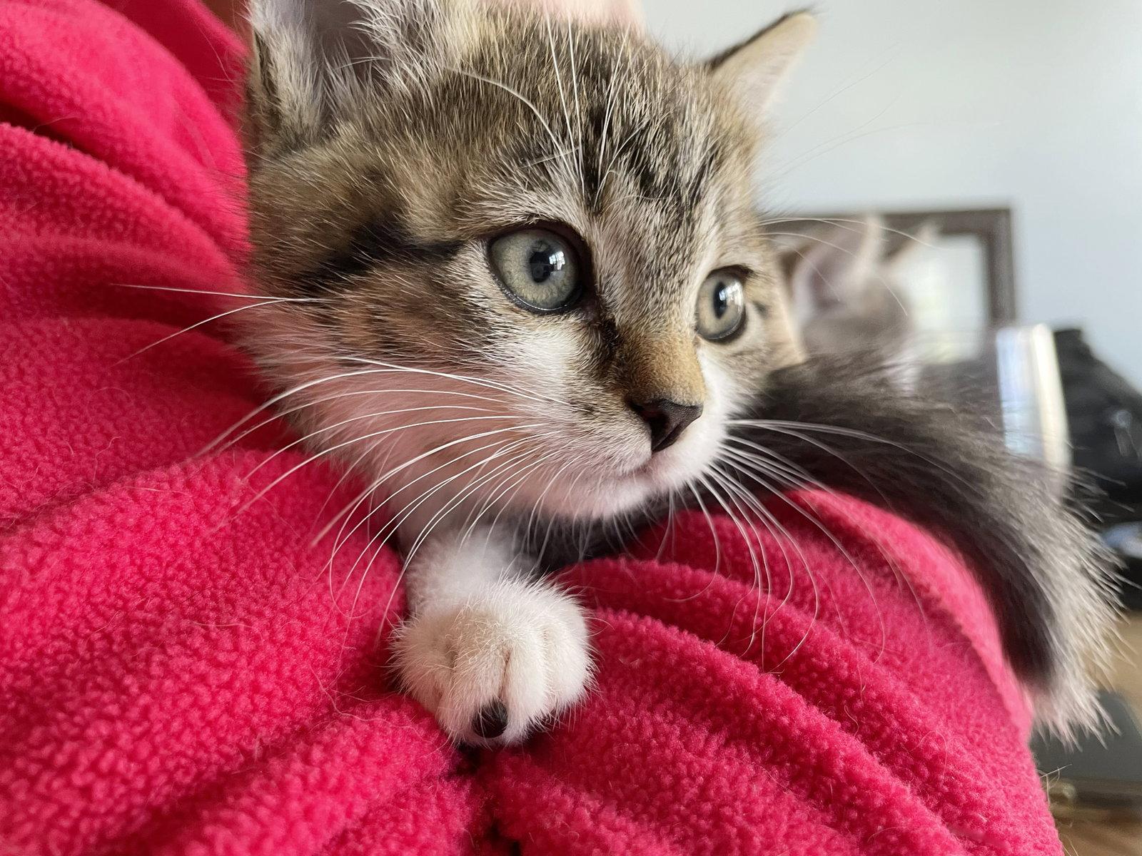 Enlarge Sunny, a Adoptable Tabby in Alameda, CA image 2/2