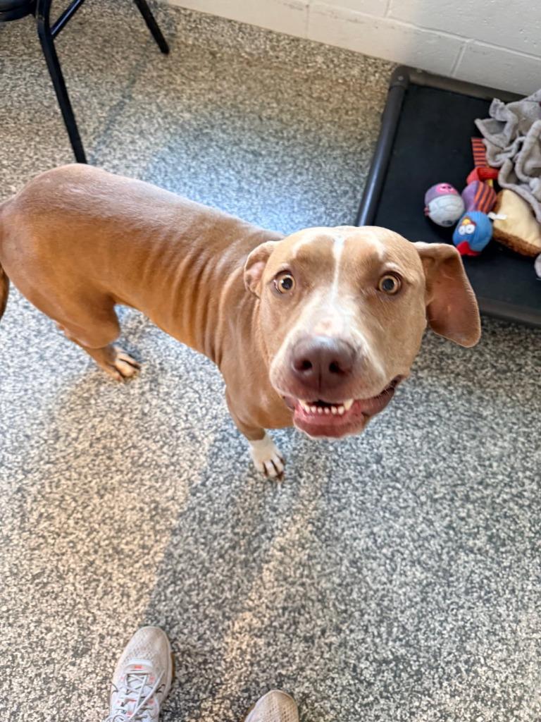 Enlarge Sugar, a Adoptable Pit Bull Terrier in Mustang, OK image 1/1