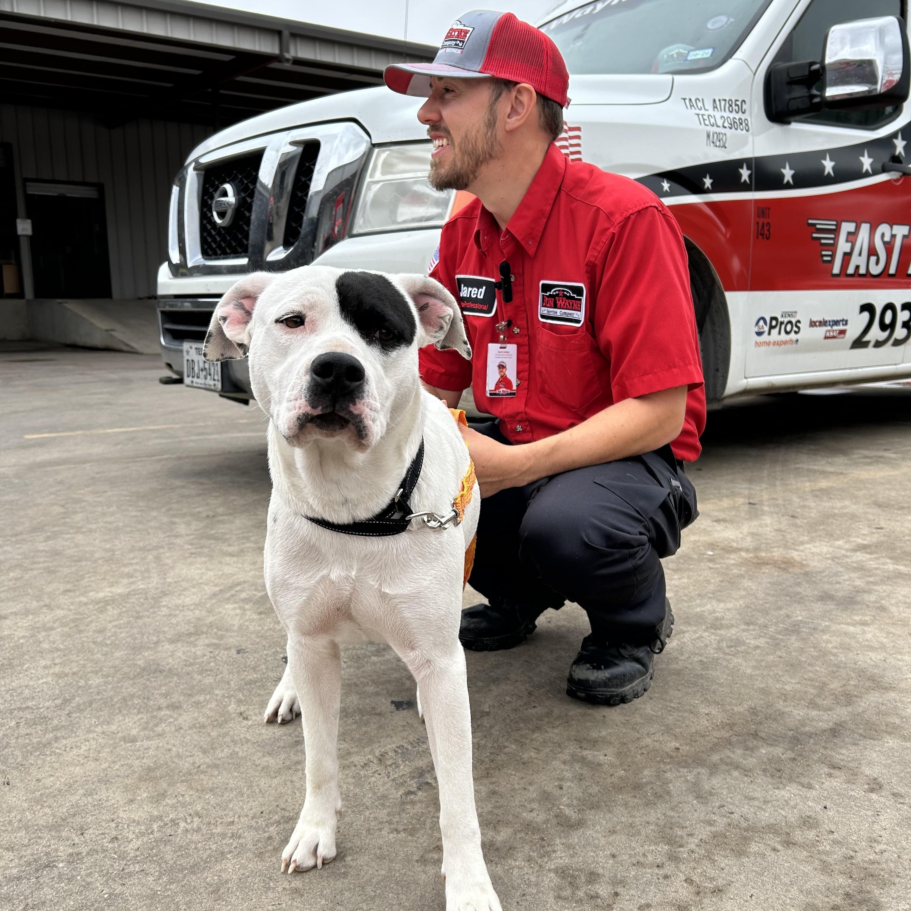 Ophelia , ADOPTABLE, Young Female Pit Bull Terrier.