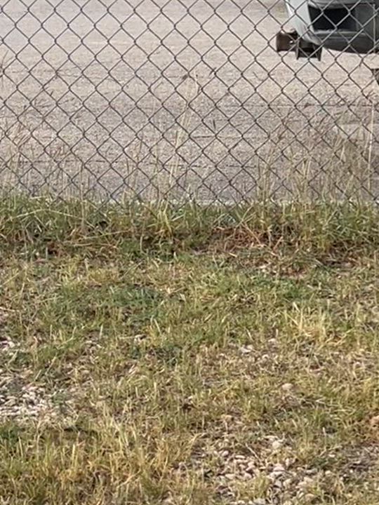 Enlarge Ophelia , a ADOPTABLE mixed breed in Elkhorn, WI video 5/5