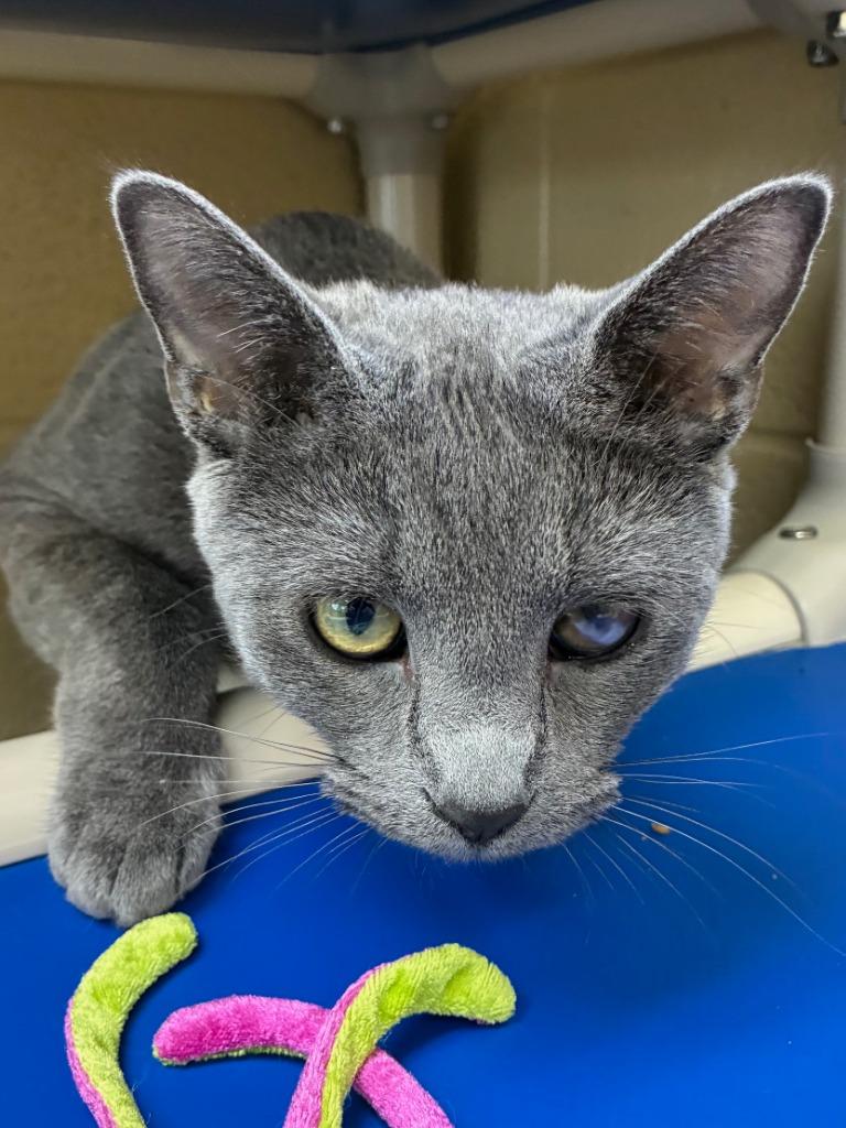 Triplet, Adoptable, Kitten Male Domestic Short Hair.