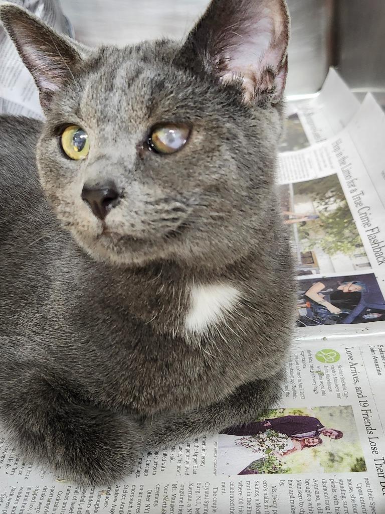 Triplet, a Adoptable mixed breed in Cincinnati, OH image 2/6